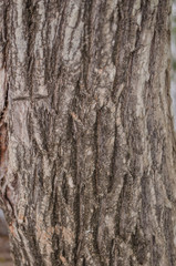 Beautiful bark pattern