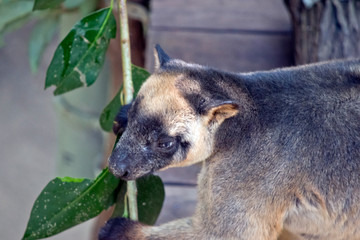 Obraz premium the Lumholtz Tree kangaroo is holding on to leaves