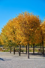Linden mit gelber Herbstfärbung in einem Park in Magdeburg