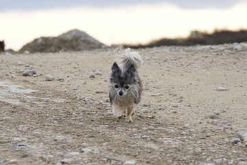 Chihuahua - der kleine Wolf