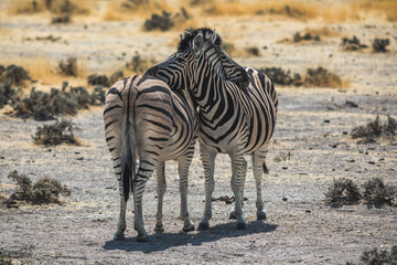 Zebrapaar im Etoscha Nationalpark
