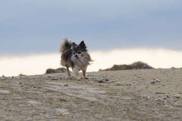 Fototapeta na wymiar Chihuahua - der kleine Wolf
