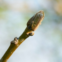  kleine Spinne auf der Knospe einer Esche (Fraxinus excelsior) im Frühling