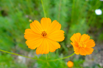 Yellow cosmos flower in the garden
