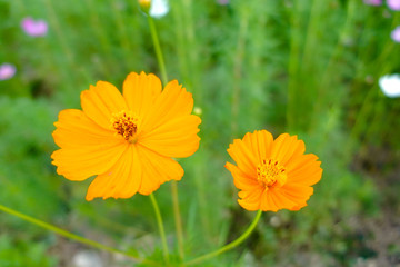 Yellow cosmos flower in the garden