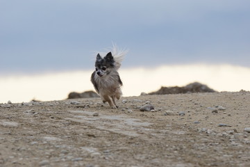 Obraz premium Chihuahua - der kleine Wolf