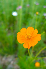Yellow cosmos flower in the garden