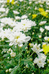 Fototapeta premium White Chrysanthemum flowers in the garden