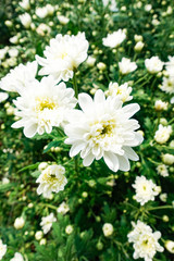 White Chrysanthemum flowers in the garden