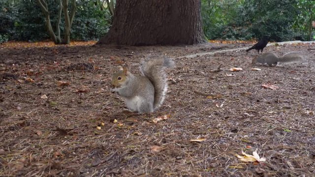 Funny gray squirrels eat nuts in the park, the squirrel took away nuts from another squirrel