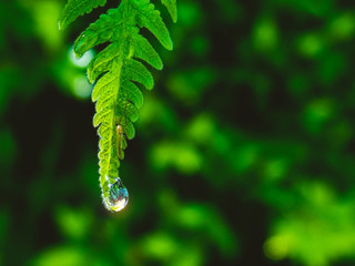 drop water on green leaf nature 
