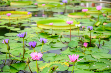別府温泉地獄めぐり. 睡蓮（大分県）