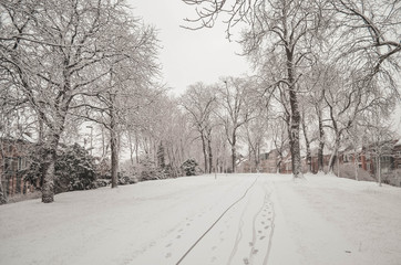 Snowy Trees with Footprints