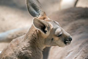 this is a close up of a red kangaroo