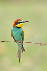 European bee-eater (Merops apiaster) perched on a barbed wire