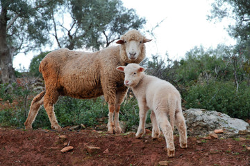 Sheep and lamb looking straight ahead