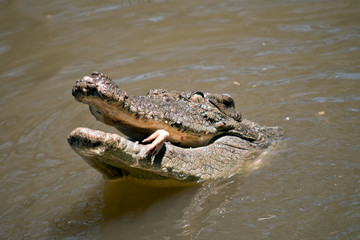 this a close up of a salt water crocodile eating a chicken