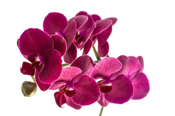 Fototapeta na wymiar orchid flowers isolated on white background. 