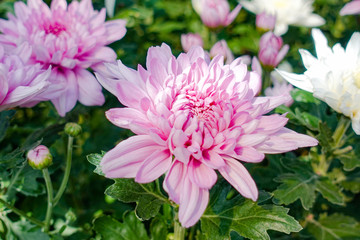 Fototapeta premium Beautiful Pink chrysanthemum flowers in the garden