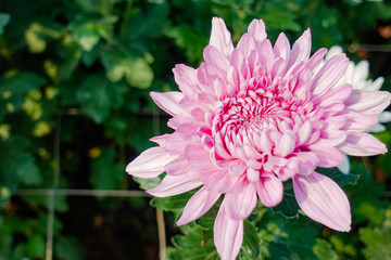 Fototapeta premium Beautiful Pink chrysanthemum flowers in the garden