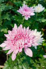 Beautiful Pink chrysanthemum flowers in the garden