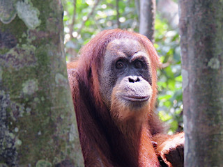 Wild Orangutan in Sumatra Jungle Indonesia Asia