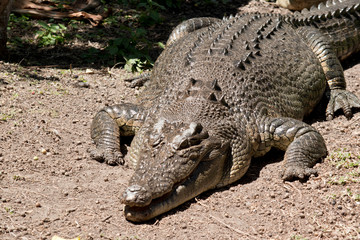Fototapeta premium this is a close up of a salt water crocodile