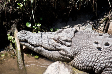this is a close up of a salt water crocodile