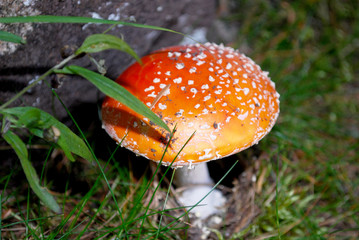 Champignon rouge toxique