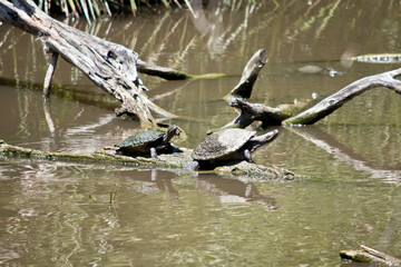 two turtles on a log