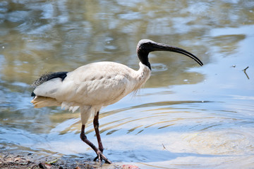 this is a side view of a white ibis