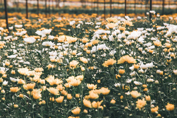 Obraz premium Beautiful blooming yellow chrysanthemum flower in garden