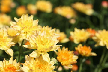 Beautiful blooming yellow chrysanthemum flower in garden