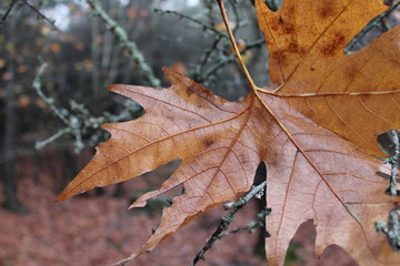 Pallid leaves, Yellowed leaf in autumn. Herald of the coming winter