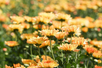 Beautiful blooming yellow chrysanthemum flower in garden