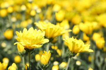 Beautiful blooming yellow chrysanthemum flower in garden