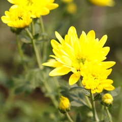 Beautiful blooming yellow chrysanthemum flower in garden
