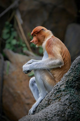 Bekantan or Proboscis (scientific name: Nasalis larvatus) is a type of long-nosed monkey with reddish brown hair and is one of two species in the genus Nasalis. 