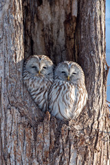 エゾフクロウの夫婦