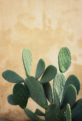 Cactus de figue de Barbarie devant le mur beige