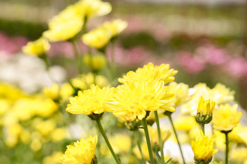 Beautiful blooming yellow chrysanthemum flower in garden