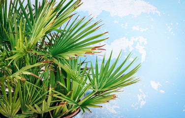Background texture of a close up of tropical palm leaves in front of a blue wall 