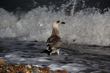 Seagull on the background of waves and stones