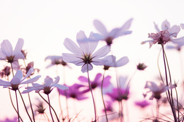 Fototapeta premium The view of the brightly colored flowers on a nice day And the sun is falling