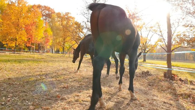 Beautiful horses graze in the countryside. The bright rays of the sun. Slow motion