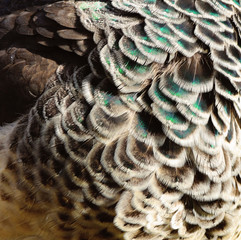 multicolored female turkey feathers - green, blue, brown, gray and white background texture closeup