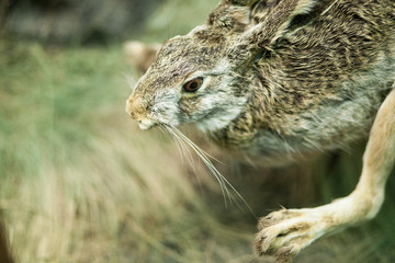 Hare in the forest. Stuffed hare. Taxoderma. Making stuffed animals