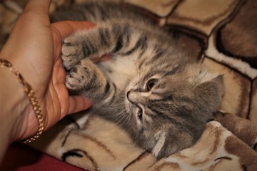 the blue kitten Scottish fold cats