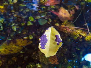A yellow leaf floating on water