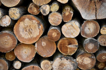 Fototapeta premium Logs